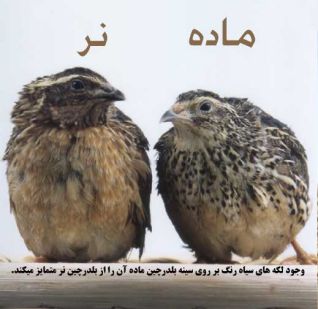 نحوه تشخیص نر یا ماده بودن بلدرچین