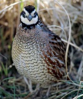 تخم نطفه دار - سود پرورش بلدرچین