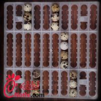 شانه بلدرچین دستگاه جوجه کشی