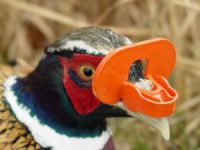 تخم نطفه دار - کانیبالیسم جوجه های قرقاول