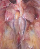 بیماری ريه ها در مرغداری