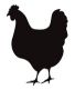 انوع نژاد مرغ و خروس با تصویر