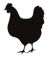 انوع نژاد مرغ و خروس با تصویر