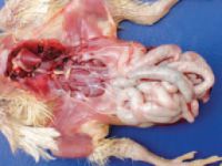 بیماری روده ها در مرغداری