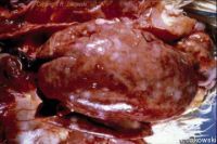 بیماری کیسه صفرا و کبد در مرغداری