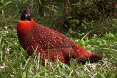 قرقاول نژاد تراگوپان ساتیر Satyr tragopan- pheasant