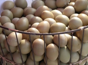 ماشین جوجه درآوری - ذخیره و نگهداری تخم نطفه دار