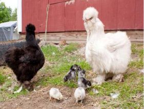 ماشین جوجه درآوری - مرغ سیاه ومرغ سفید ابریشمی