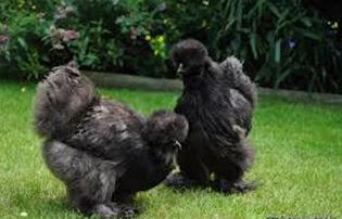 دستگاه جوجه کشی - مرغ و خروس سیاه ابریشمی