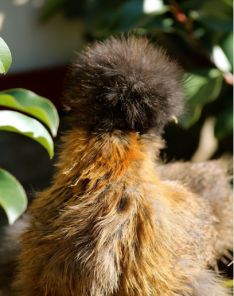 دستگاه جوجه کشی - مرغ ابریشمی قهوه ای