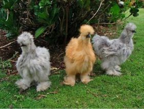 انکیباتور - جوجه های سیلکی