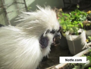 تخم نطفه دار - خروس سفید نژاد ابریشمی