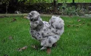 انکیباتور - مرغ ابریشمی نقره ای