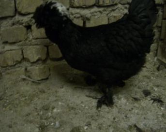 مرغ و خروس نژاد سلطان