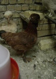 مرغ و خروس نژاد سلطان