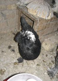 مرغ و خروس نژاد سلطان