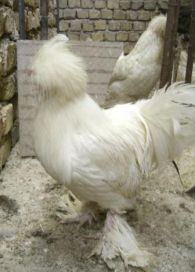 مرغ و خروس نژاد سلطان