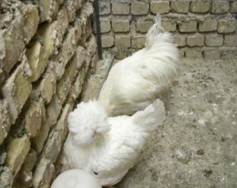 مرغ و خروس نژاد سلطان