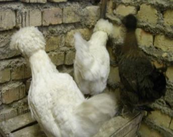 مرغ و خروس نژاد سلطان