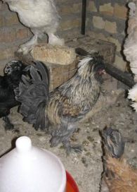 مرغ و خروس نژاد سلطان