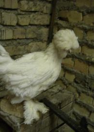 مرغ و خروس نژاد سلطان