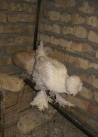 مرغ و خروس نژاد سلطان