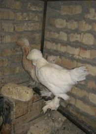 مرغ و خروس نژاد سلطان