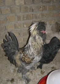 مرغ و خروس نژاد سلطان