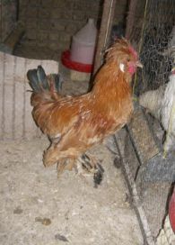 مرغ و خروس نژاد سلطان