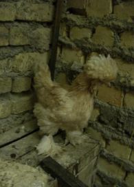 مرغ و خروس نژاد سلطان