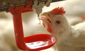 انکیباتور - تأثیرات جیره بندی آب آشامیدنی مرغهای تخمگذار در قفس