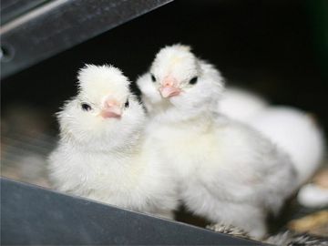 دستگاه جوجه کشی - جوجه های مرغ سلطان