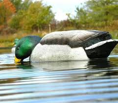 انکیباتور - اردک روی آب چر