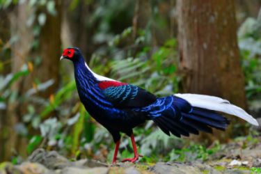 قرقاول نژاد سوین هو Swinhoe pheasant