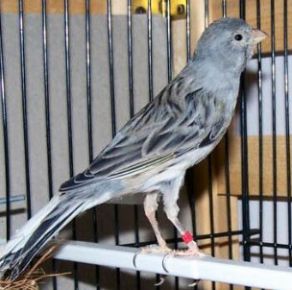 دستگاه جوجه کشی - قناری تیم برادو اسپانیایی