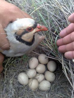 تخم نطفه دار - تأثیر وزن تخم کبک و دمای انکیباتور بر راندمان جوجه کشی