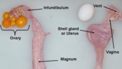 بیماری تخمدان و مجراي تخم و بيضه ها در مرغداری