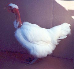 انکیباتور - مرغ نژاد لاری ترکی