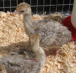 دستگاه جوجه کشی - بستر مناسب جوجه های بوقلمون