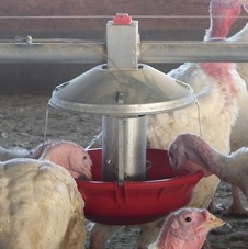 انکیباتور - آبخوری بوقلمون