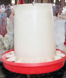 تخم نطفه دار - دانخوری بوقلمون