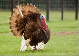 تصویری از یکی از نژادهای بوقلمون