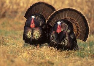 تصویر بو قلمون های زیبا