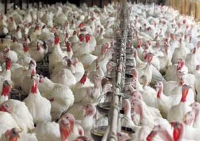 ماشین جوجه درآوری - شرایط سالن پرورش بوقلمون