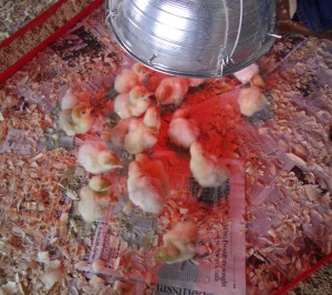 ماشین جوجه درآوری - پولت های بوقلمون در معرض لامپ گرمایی