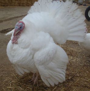 ماشین جوجه درآوری - نژاد بوقلمون سفید هلندی