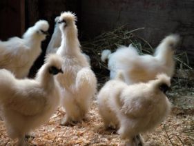 دستگاه جوجه کشی - جوجه های نژاد ابریشمی