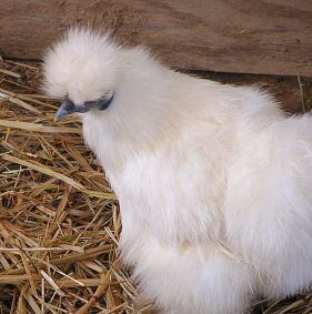 ماشین جوجه درآوری - مرغ سفید ابریشمی