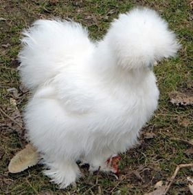 دستگاه جوجه کشی - مرغ سفید نژاد ابریشمی