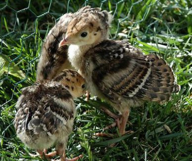 تخم نطفه دار - پرورش پولت های بوقلمون